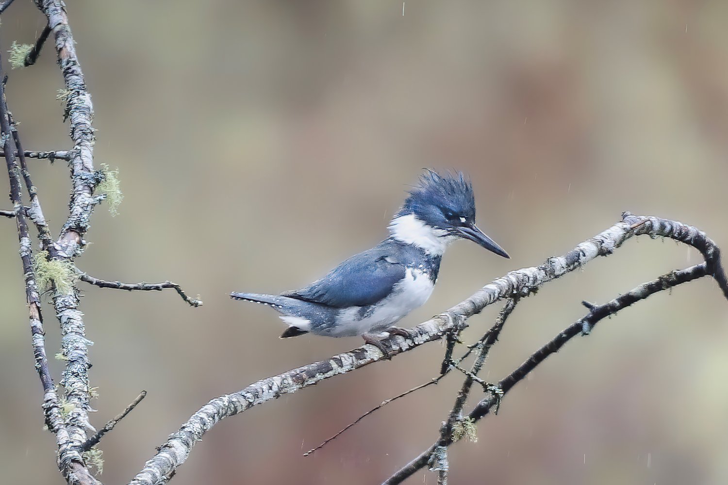 This is the Belted Kingfisher.